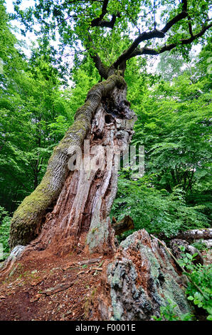 Stieleiche pedunculate Eiche, Stieleiche (Quercus Robur), alte Eiche in den Urwald Sababurg, Deutschland, Hessen, Reinhardswald Stockfoto