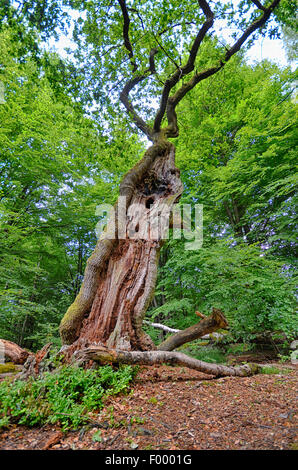 Stieleiche pedunculate Eiche, Stieleiche (Quercus Robur), alte Eiche in den Urwald Sababurg, Deutschland, Hessen, Reinhardswald Stockfoto