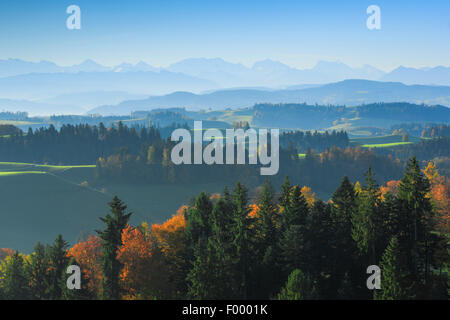 Emmentaler in den Berner Alpen, Schweiz, Berner Alpen Stockfoto