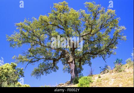 Kork-Eiche (Quercus Suber) Stockfoto
