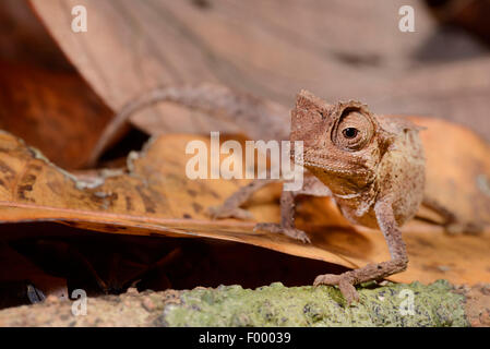 Versilbert Blatt Chamäleon (Brookesia Stumpfii), auf Laub auf dem Boden, Madagaskar, Nosy Be, Lokobe Reserva Stockfoto