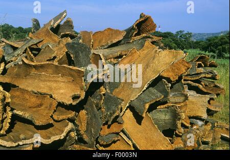 Kork Kork-Eiche (Quercus Suber), geerntet Stockfoto