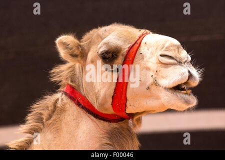 Wadi Rum Jordanien Naher Osten einer buckligen Dromedar (Camelus Dromedarius) Stockfoto