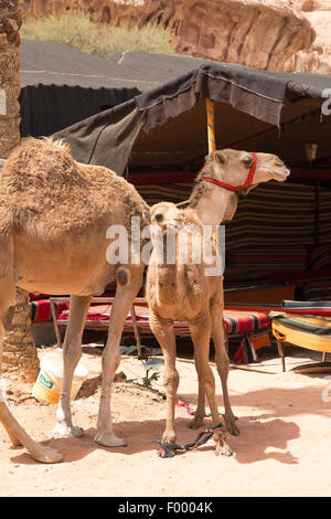 ein bucklig Dromedar (Camelus Dromedarius) mit jungen. Wadi Rum-Jordanien-Naher Osten Stockfoto