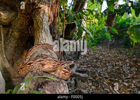 Madagaskar Boa, Madagaskar Ground Boa (Acrantophis Madagascariensis, Boa Madagascariensis), auf einem Ast, Madagaskar, Nosy Be, Lokobe Reserva Stockfoto