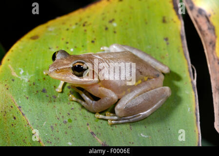 Dumeril Bright-eyed Frog (Boophis Tephraeomystax, Polypedates Tephraeomystax), sitzt auf einem Blatt, Madagaskar, Ankarana Nationalpark Stockfoto