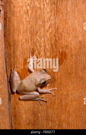 Dumeril Bright-eyed Frog (Boophis Tephraeomystax, Polypedates Tephraeomystax), klettert auf eine Wand aus Holzplatten, Madagaskar, Ankarana Nationalpark Stockfoto