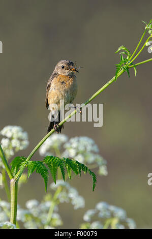 Gemeinsamen Schwarzkehlchen (Saxicola Torquata), Weibchen mit Futter in der Rechnung, Germany, North Rhine-Westphalia, NSG Dingdener Heide Stockfoto