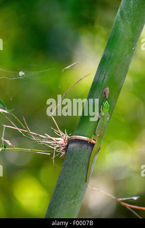 Seipp Taggecko (Phelsuma Seippi), wartet darauf, dass die Fäkalien der Schmetterling zu ernähren, Madagaskar, Ankifi Stockfoto