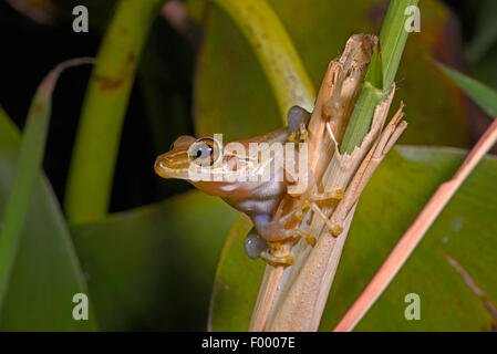 Dumeril Bright-eyed Frog (Boophis Tephraeomystax, Polypedates Tephraeomystax), am Stiel, Madagaskar, Ankarana Nationalpark Stockfoto