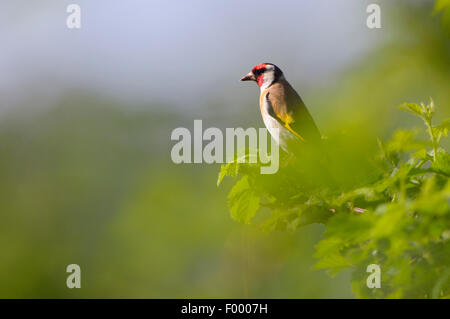 Eurasische Stieglitz (Zuchtjahr Zuchtjahr), auf einem Ast, Germany, North Rhine-Westphalia, NSG Dingdener Heide Stockfoto
