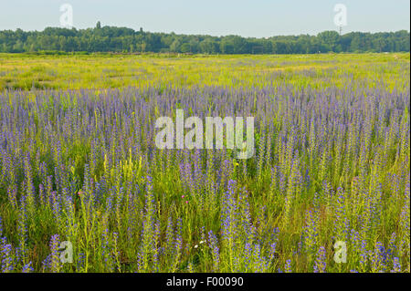 Blueweed, blauer Teufel, viper's Bugloss, gemeinsame Viper-Bugloss (Echium Vulgare), blühen auf ein Gewerbe geschliffen, Deutschland, Nordrhein-Westfalen Stockfoto