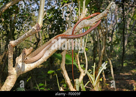 Kleine Nacht-Schlange (Ithycyphus Miniatus, Coluber Miniatus), seltene endemische winzige Nacht Schlange aus Madagaskar, Madagaskar, Ankifi Stockfoto