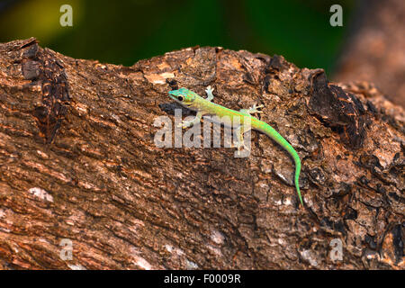 Abbott Taggecko (Phelsuma Abbotti), Juvenile, Madagaskar, Ankifi Stockfoto