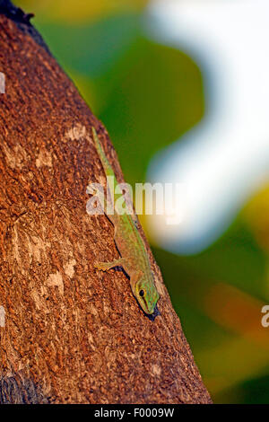 Abbott Taggecko (Phelsuma Abbotti), an einen Baumstamm, Madagaskar, Ankifi Stockfoto