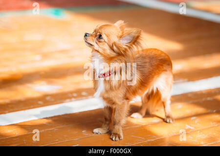 Schöne junge rot-braun und weiß winzigen Chihuahua Hund bleiben auf Holzboden Stockfoto