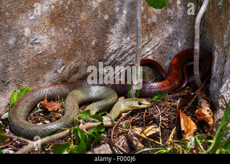 Kleine Nacht-Schlange (Ithycyphus Miniatus, Coluber Miniatus), windet sich auf dem Boden, Madagaskar, Nosy Be, Lokobe Reserva Stockfoto