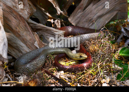 Kleine Nacht-Schlange (Ithycyphus Miniatus, Coluber Miniatus), windet sich auf dem Boden, Madagaskar, Nosy Be, Lokobe Reserva Stockfoto