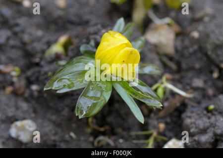 Winter-Aconitum (Eranthis Hyemalis), im Keim zu ersticken, Deutschland Stockfoto