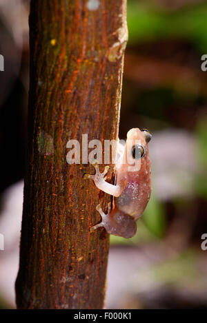 Treefrog Pfeifen (Cophyla spec, Cophyla Phyllodactyla Oder Cophyla Occultans), Männlich, Madagaskar, Nosy Be, Lokobe Reserva Stockfoto