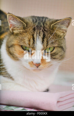 Hauskatze, Hauskatze (Felis Silvestris F. Catus) Katze liegend auf ein Blancet Porträt Stockfoto
