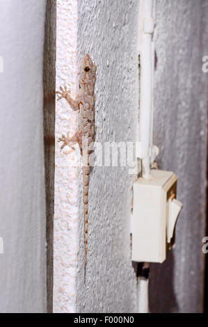 Afrikanisches Haus Gecko (Hemidactylus Mercatorius), setzt sich neben einen Lichtschalter, Madagaskar, Ankifi Stockfoto