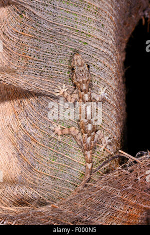 Afrikanisches Haus Gecko (Hemidactylus Mercatorius), sitzt juvenile Haus Gecko am Stamm einer Palme, Madagaskar, Ankifi Stockfoto