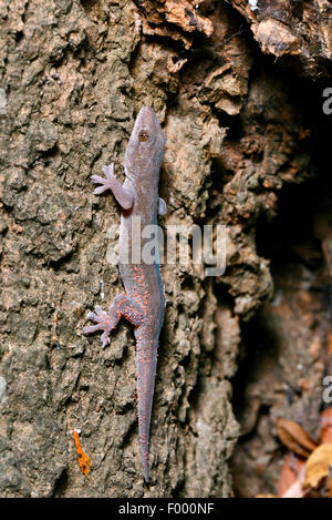 Asiatische Blatt-toed Gecko, asiatische Haus Gecko, Cheechak (Hemidactylus brookii), an einen Baumstamm, Madagaskar, Naturreservat Ankarana Stockfoto