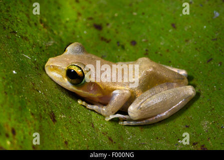 Dumeril Bright-eyed Frog (Boophis Tephraeomystax, Polypedates Tephraeomystax), Juvenile, Madagaskar, Naturreservat Ankarana Stockfoto