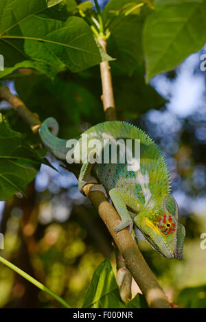 Pantherchamäleon (Furcifer Pardalis, Chamaeleo Pardalis), Männlich, Madagaskar, Ankifi Stockfoto