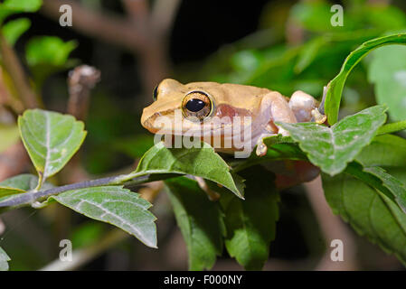 Dumeril Bright-eyed Frog (Boophis Tephraeomystax, Polypedates Tephraeomystax), sitzt auf einem Zweig, Madagaskar, Ankifi Stockfoto