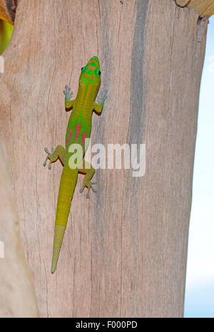 Goldstaub-Taggecko (Phelsuma Laticauda), klettert auf einen Baumstamm, Madagaskar, Ankifi Stockfoto