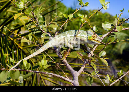 Pantherchamäleon (Furcifer Pardalis, Chamaeleo Pardalis), Männlich, Madagaskar, Ankifi Stockfoto