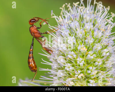 Apocritan Wespe (Gasteruption Hastator), weibliche putzen ihre Antennen auf Eryngo (Eryngium Planum), Deutschland Stockfoto