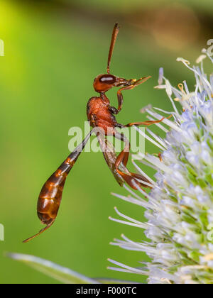 Apocritan Wespe (Gasteruption Hastator), weibliche putzen ihre Antennen auf Eryngo (Eryngium Planum), Deutschland Stockfoto