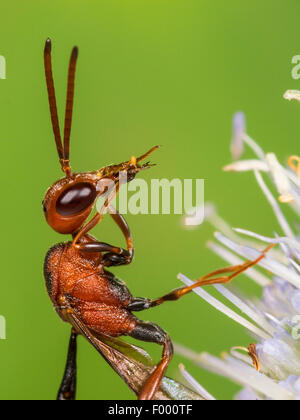 Apocritan Wespe (Gasteruption Hastator), weibliche putzen ihre Antennen auf Eryngo (Eryngium Planum), Deutschland Stockfoto