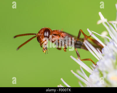 Apocritan Wespe (Gasteruption Hastator), weibliche putzen ihre Antennen auf Eryngo (Eryngium Planum), Deutschland Stockfoto