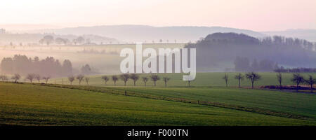 kulturelle Landschaft von Bausenhagen, Bezirk Froendenberg im Morgennebel, Germany, North Rhine-Westphalia, Froendenberg Stockfoto