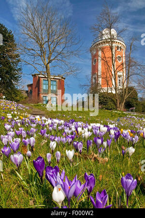 Weiße Krokus, Frühlings-Krokus (Crocus Vernus SSP. Albiflorus, Crocus Albiflorus), Botanischer Garten Wuppertal mit Elisen-Turm im Frühjahr, Deutschland, Nordrhein-Westfalen, Wuppertal Stockfoto