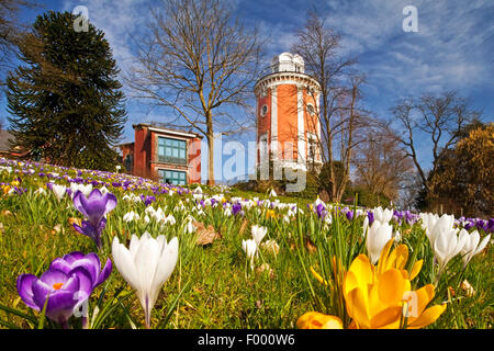 Weiße Krokus, Frühlings-Krokus (Crocus Vernus SSP. Albiflorus, Crocus Albiflorus), Botanischer Garten Wuppertal mit Elisen-Turm im Frühjahr, Deutschland, Nordrhein-Westfalen, Wuppertal Stockfoto