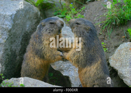 Alpen-Murmeltier (Marmota Marmota), zwei kämpfende Murmeltiere, Österreich Stockfoto