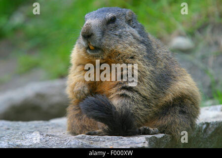 Alpine Murmeltier (Marmota Marmota), sitzt auf einem Stein, Österreich Stockfoto