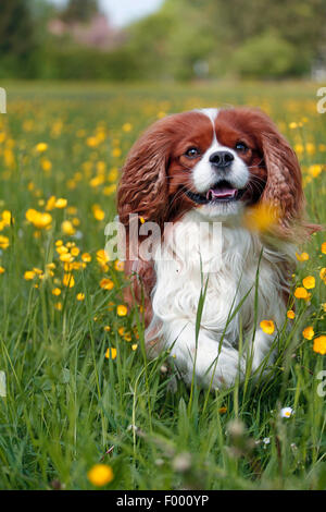 Cavalier King Charles Spaniel (Canis Lupus F. Familiaris), läuft über eine Blumenwiese Stockfoto