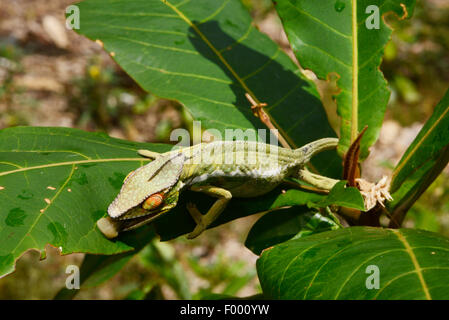 Pantherchamäleon (Furcifer Pardalis, Chamaeleo Pardalis), trinkt Wassertropfen von einem Blatt, Madagaskar, Nosy Be, Lokobe Reserva Stockfoto