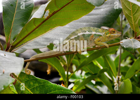 Pantherchamäleon (Furcifer Pardalis, Chamaeleo Pardalis), lauern, Madagaskar, Nosy Be, Lokobe Reserva Stockfoto