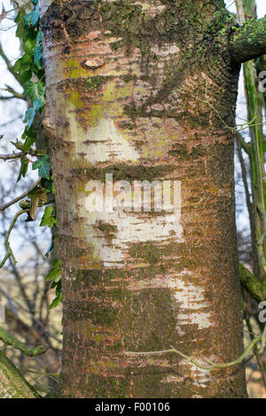 Europäische Aspen (Populus Tremula), Stamm, Deutschland Stockfoto