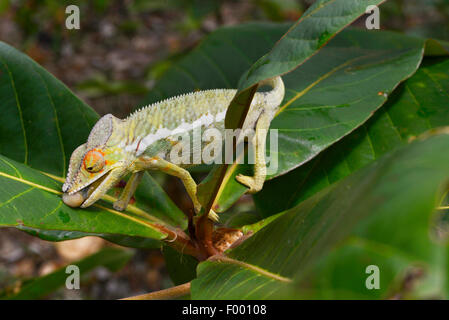 Pantherchamäleon (Furcifer Pardalis, Chamaeleo Pardalis), trinkt Wassertropfen von einem Blatt, Madagaskar, Nosy Be, Lokobe Reserva Stockfoto