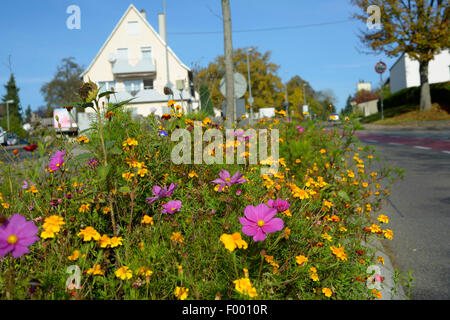 Garten Kosmos, mexikanische Aster (Cosmos Bipinnatus), gemischte Samen Grundstück von Sommerblumen auf einer Verkehrsinsel, Deutschland, Aichtal Stockfoto