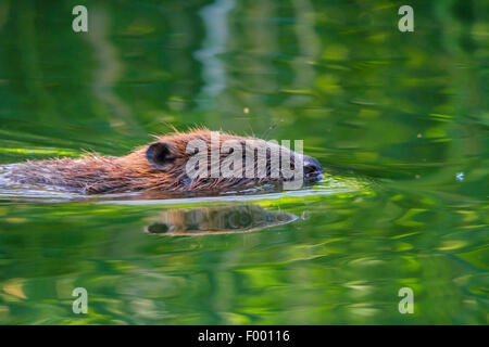 Eurasische Biber, europäische Biber (Castor Fiber), Baden, Schweiz, Bodensee Stockfoto