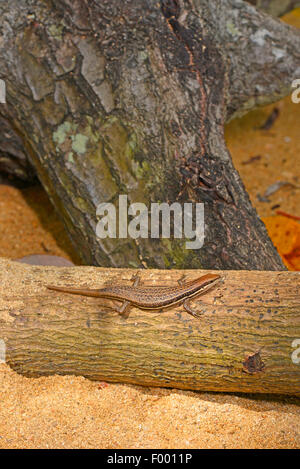 Gravenhorst Mabuya (Trachylepis Gravenhorstii), auf einen umgestürzten Baum, Madagaskar, Nosy Be, Lokobe Reserva Stockfoto